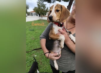 Carlos2 geb. 08/2025 (GRC) - neugieriger und aufgeschlossener, kleiner Welpe!