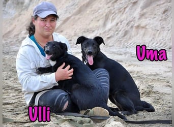 Uma geb. 03/2025 - freundliche und liebevolle Junghündin!