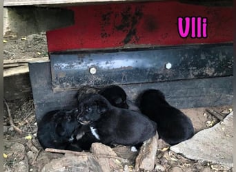 Ulli geb. 03/2025 - fröhliches und neugieriges Mädchen!