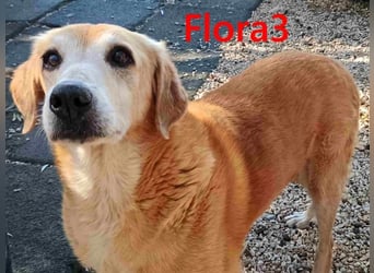 Flora3 geb. 06/2015 (GRC) - soziale Hundedame hat endlich etwas Liebe verdient!
