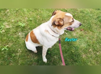 Baster geb. 10/2021 (in Deutschland) - sportlicher, verschmuster und aufmerksamer Rüde!