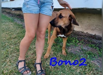 Bono2 geb. 10/2024 (GRC) - entspannter und menschenbezogener Junghund!