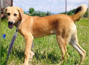 Petros3 geb. 12/2024 (GRC) - ausgeglichener, freundlicher und geselliger Welpe!