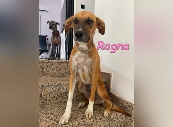 Ragna geb. 01/2025 (ESP) - gutgelaunte, freundliche Junghündin auf der Suche!