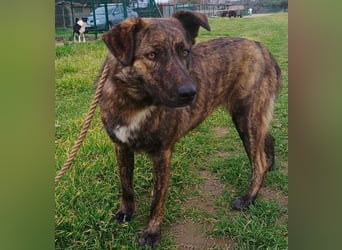 Sally6 geb. 2020 (GRC) - sanftmütige, ruhige und liebenswerte, wunderschöne Hündin!