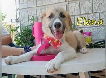 Elena geb. 04/2026 (GRC) - wunderbares Hundemädchen sucht wunderbares Zuhause!