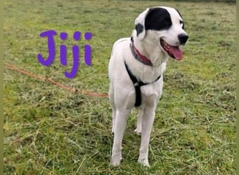Jiji 07/2023 (in Deutschland) - ruhige und sanfte, wundervolle junge Hündin!