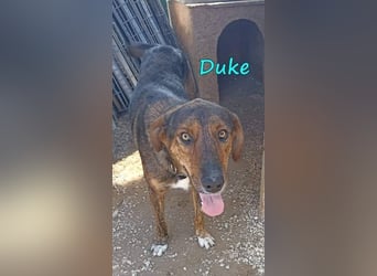 Duke geb. 02/2021 (GRC) - sensibler Rüde möchte endlich das Tierheim verlassen!
