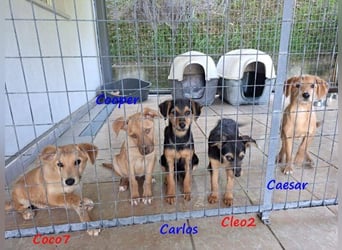 Cleo2 geb. 01/2025 (GRC) - freundliche Junghündin sucht ihr Körbchen!