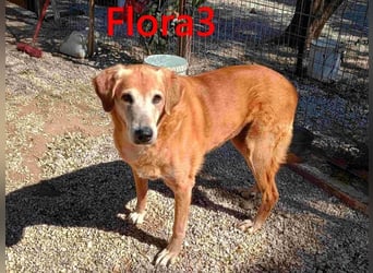 Flora3 geb. 06/2015 (GRC) - soziale Hundedame hat endlich etwas Liebe verdient!