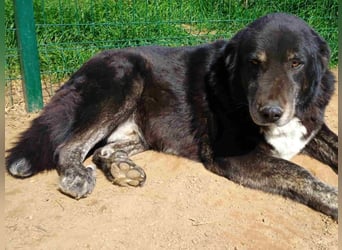 Black3 geb. 03/2019 (GRC) - sanfter, liebevoller und verschmuster Rüde!