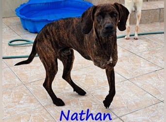 Nathan geb. 01/2022 (GRC) - verspielter, charmanter und wunderschöner Rüde!