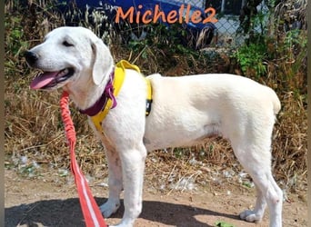 Michelle2 geb. 12/2024 (GRC) - gesellige und ruhige Welpin!