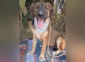 Antonio geb. 01/2025 (GRC) - freundlicher und kontaktfreudiger Junghund!