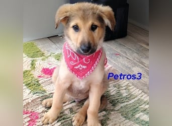 Petros3 geb. 12/2024 (GRC) - ausgeglichener, freundlicher und geselliger Junghund!