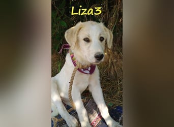 Liza3 geb. 03/2025 (GRC) - verspielte und neugierige Griechische Schäferhund Mix Welpin!