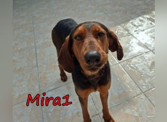 Mira1 geb. 08/2024 (GRC) - menschenbezogene Jagdhund-Mix Dame sucht ein Zuhause!
