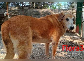 Flora3 geb. 06/2015 (GRC) - soziale Hundedame hat endlich etwas Liebe verdient!