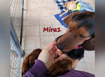 Mira1 geb. 08/2024 (GRC) - menschenbezogene Jagdhund-Mix Dame sucht ein Zuhause!