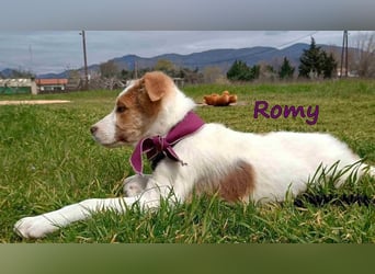 Romy geb. 12/2025 (GRC) - fröhliches und verspieltes Mädchen sucht ein Für-immer-Zuhause!