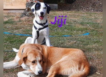 Jiji 07/2023 (in Deutschland) - ruhige und sanfte, wundervolle junge Hündin!