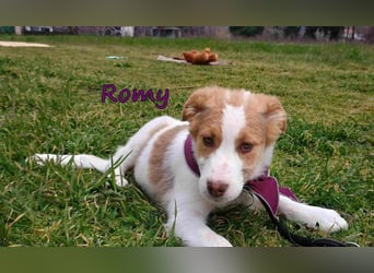 Romy geb. 12/2025 (GRC) - fröhliches und verspieltes Mädchen sucht ein Für-immer-Zuhause!
