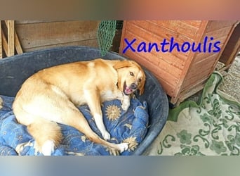 Xanthoulis geb. 01/2019 (GRC) - kluger, fröhlicher und menschenbezogener Rüde!