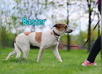 Baster geb. 10/2021 (in Deutschland) - sportlicher, verschmuster und aufmerksamer Rüde!
