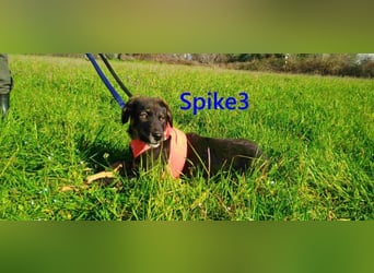 Spike3 geb. 11/2025 (GRC) - geselliges Hundebaby möchte in ein schönes Leben starten!