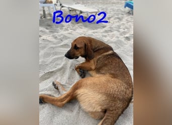 Bono2 geb. 10/2024 (GRC) - entspannter und menschenbezogener Junghund!