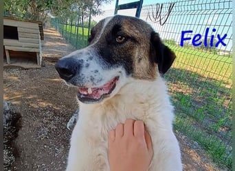 Felix geb. 02/2022 (GRC) - geselliger, verschmuster und freundlicher, junger Rüde!