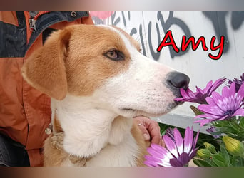 Amy geb. 11/2025 (GRC) - soziale + glückliche Maus sucht ihre eigene Familie!
