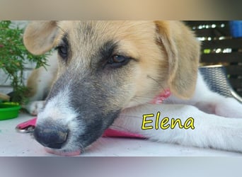 Elena geb. 04/2026 (GRC) - wunderbares Hundemädchen sucht wunderbares Zuhause!