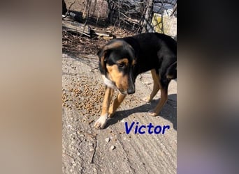 Victor geb. 07/2023 (GRC) - wunderschöner und menschenbezogener Junghund!