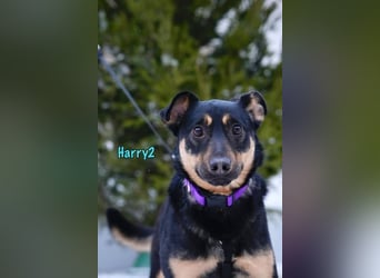 Harry2 geb. 12/2021 - ein Engel auf 4 Pfoten!