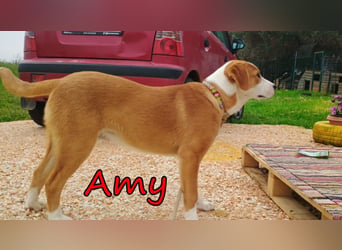 Amy geb. 11/2025 (GRC) - soziale + glückliche Maus sucht ihre eigene Familie!