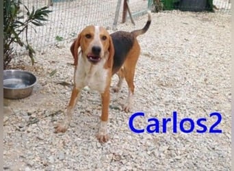 Carlos2 geb. 08/2025 (GRC) - neugieriger und aufgeschlossener, kleiner Welpe!