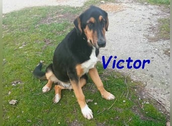 Victor geb. 07/2023 (GRC) - wunderschöner und menschenbezogener Junghund!