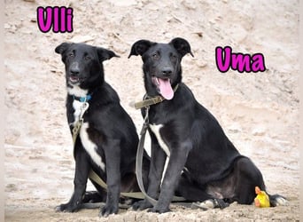 Uma geb. 03/2025 - freundliche und liebevolle Junghündin!