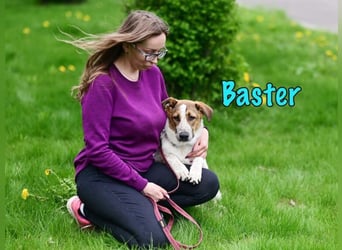 Baster geb. 10/2021 (in Deutschland) - sportlicher, verschmuster und aufmerksamer Rüde!