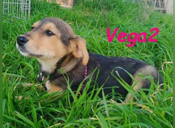 Vega2 geb. 08/2025 (GRC) - zärtliche und anhängliche Welpin!