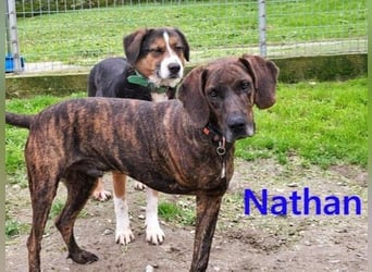 Nathan geb. 01/2022 (GRC) - verspielter, charmanter und wunderschöner Rüde!