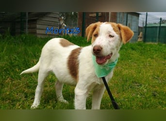 Moritz3 geb. 12/2025 (GRC) - freundlicher und verspielter Welpe sucht seine eigene Familie!