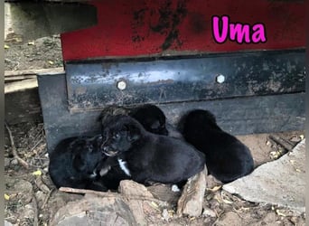 Uma geb. 03/2025 - freundliche und liebevolle Junghündin!