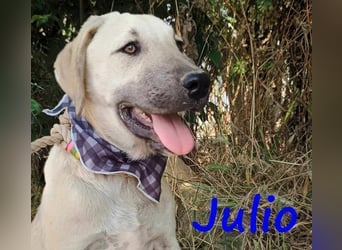 Julio geb. 12/2024 (GRC) - ausgeglichener und sozialer Junghund!