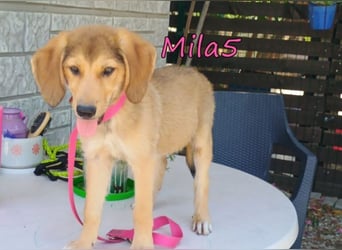 Mila5 geb. 04/2026 (GRC) - diese zuckersüße Maus hat soviel mehr verdient!