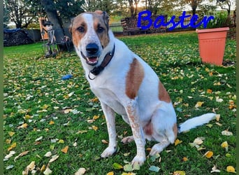 Baster geb. 10/2021 (in Deutschland) - sportlicher, verschmuster und aufmerksamer Rüde!