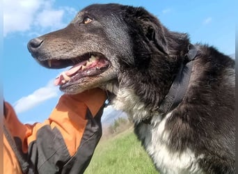 Black3 geb. 03/2019 (GRC) - sanfter, liebevoller und verschmuster Rüde!