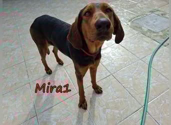 Mira1 geb. 08/2024 (GRC) - menschenbezogene Jagdhund-Mix Dame sucht ein Zuhause!
