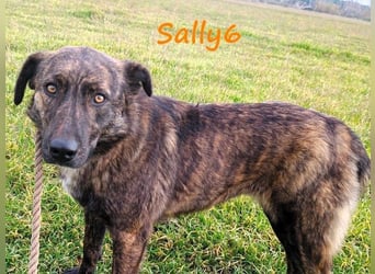 Sally6 geb. 2020 (GRC) - sanftmütige, ruhige und liebenswerte, wunderschöne Hündin!